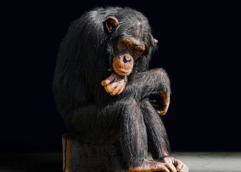 Essence of Evolution Examined Part 1_ Hypothesis Breakdown