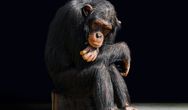 Essence of Evolution Examined Part 1_ Hypothesis Breakdown