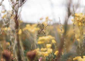 The Invasion of the Joro Spider: What You Need to Know