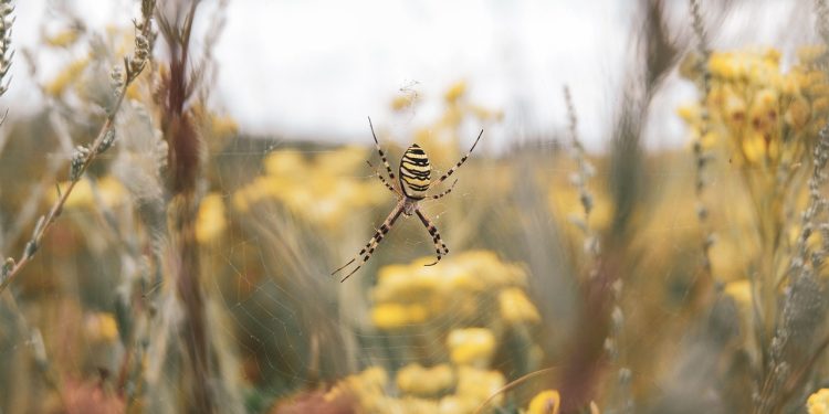 The Invasion of the Joro Spider: What You Need to Know