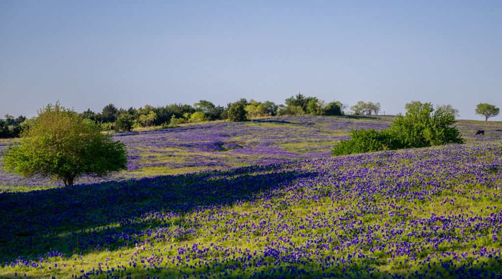 Blooming Blue: Exploring the Beauty of Texas Bluebonnets