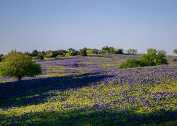Blooming Blue: Exploring the Beauty of Texas Bluebonnets
