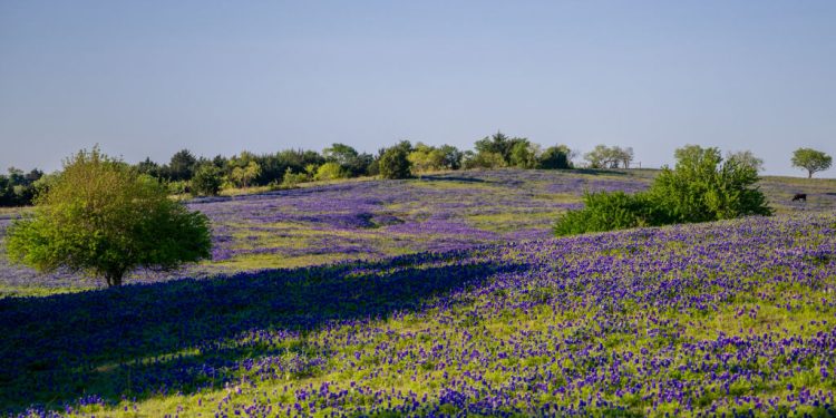 Blooming Blue: Exploring the Beauty of Texas Bluebonnets