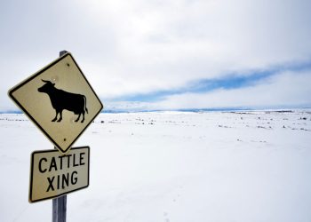 America’s Looming Cattle Crisis