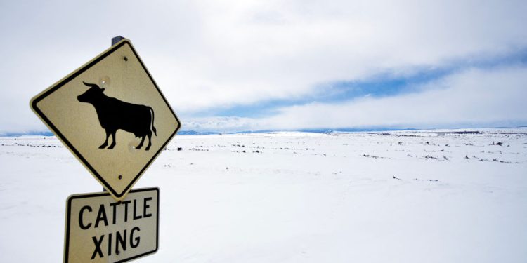 America’s Looming Cattle Crisis