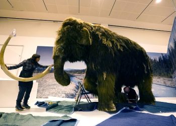 20,000-Year-Old Mammoth Fossils Found in Texas