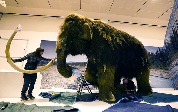 20,000-Year-Old Mammoth Fossils Found in Texas