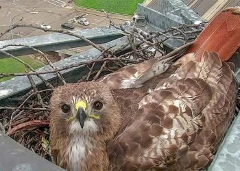 Red-Tailed Hawk Has Made a Texas Highway Camera Her Home for a Decade: ‘They’re Fun to Watch’