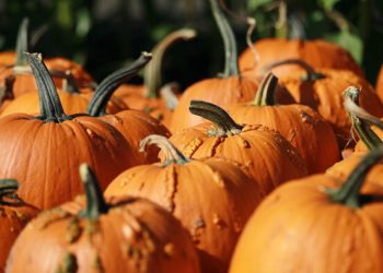 Top Pumpkin Patches in Texas to Visit This Fall