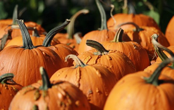 Top Pumpkin Patches in Texas to Visit This Fall
