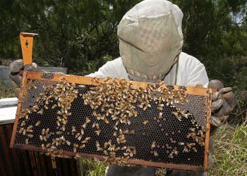 The Sweet Side of Texas: Beekeeping and Honey Production