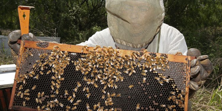 The Sweet Side of Texas: Beekeeping and Honey Production