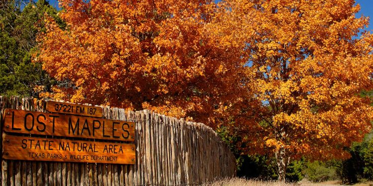 Best Texas State Parks to See Fall Foliage