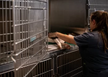 Texas Veterinarian Prevails Against Law Prohibiting Some Remote Care