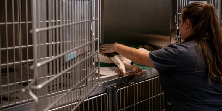 Texas Veterinarian Prevails Against Law Prohibiting Some Remote Care