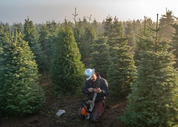 Where to Find the Perfect Christmas Tree in Texas