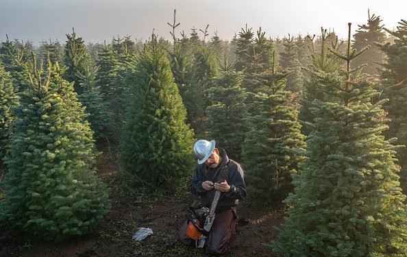Where to Find the Perfect Christmas Tree in Texas