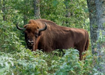 National Bison Day: How a Texas Indigenous Nonprofit is Leading the Bison Restoration Movement