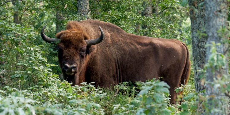 National Bison Day: How a Texas Indigenous Nonprofit is Leading the Bison Restoration Movement