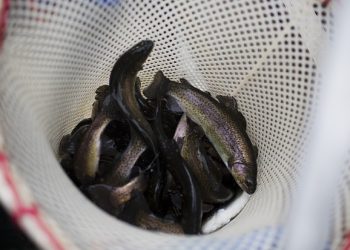 Texas Plans Rainbow Trout Stocking for Winter Fishing Across State