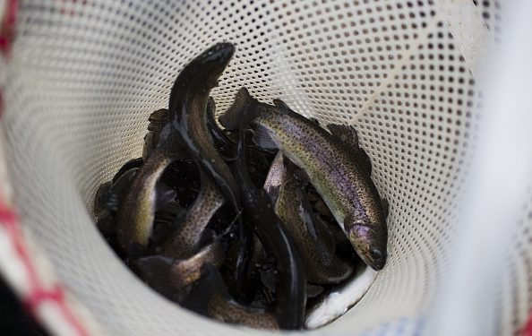 Texas Plans Rainbow Trout Stocking for Winter Fishing Across State