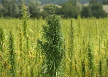 Texas Senate to Pursue Ban on THC Products Next Year, Lt. Gov. Dan Patrick Says