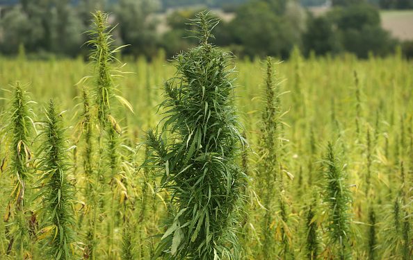 Texas Senate to Pursue Ban on THC Products Next Year, Lt. Gov. Dan Patrick Says