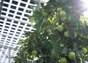 Celebrate National Apple Day with Texas Insider: A Sweet Guide to Apple Orchards