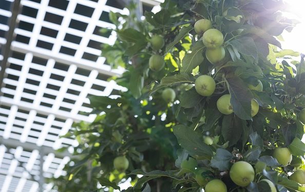 Celebrate National Apple Day with Texas Insider: A Sweet Guide to Apple Orchards