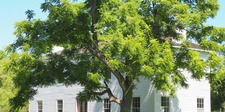 Levi Jordan Plantation: Preserving Texas History and African American Heritage