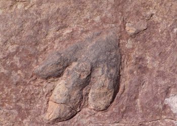 Discover Texas’ Dinosaur Legacy