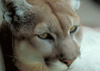 Texas Takes Lead in Mountain Lion Conservation with New Regulations