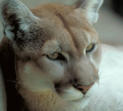 Texas Takes Lead in Mountain Lion Conservation with New Regulations