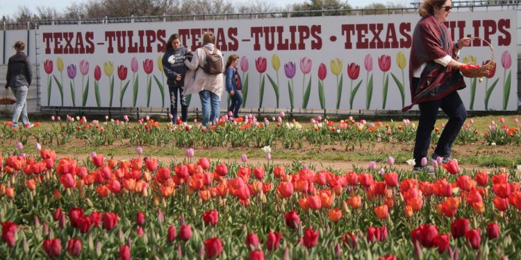 Pick Your Own Tulips: Discover Texas’ Blooming Spring Beauty