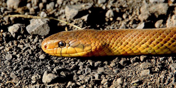Snake Season in Texas: What You Need to Know