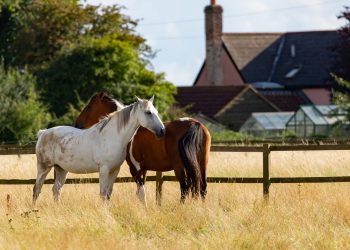 Texas Agriculture Commissioner Weighs in on China’s New Tariffs