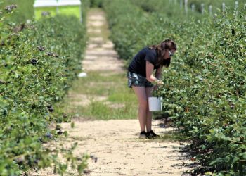 NOW’S THE TIME: Blueberry Season Ripe and Ready Across Texas
