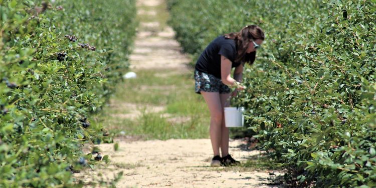 NOW’S THE TIME: Blueberry Season Ripe and Ready Across Texas
