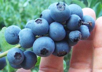 Sweet Tradition Continues: 35th Annual Texas Blueberry Festival Returns to Nacogdoches