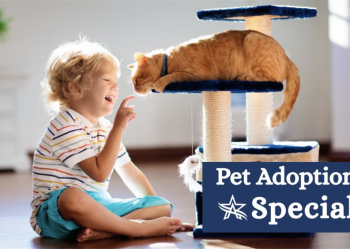 Arlington Shelter Offers $5 Pet Adoptions Amid Critical Overcrowding