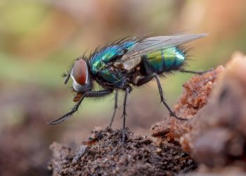 USDA Announces $8.5 Million Plan to Combat New World Screwworm Threat