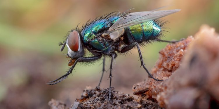 USDA Announces $8.5 Million Plan to Combat New World Screwworm Threat