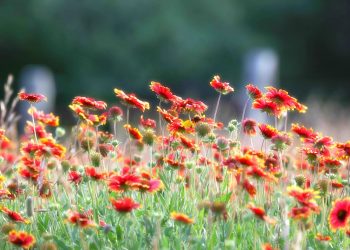 Texas Wildflowers Light Up Spring Landscapes Across State Parks