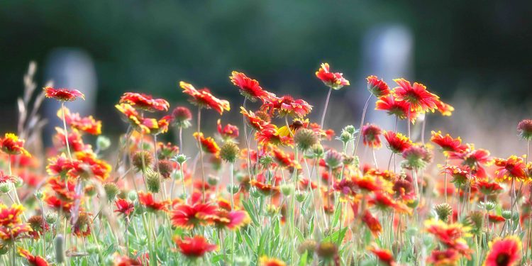 Texas Wildflowers Light Up Spring Landscapes Across State Parks