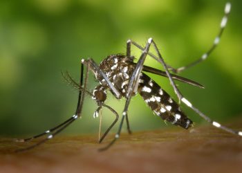 Dallas to Spray Key Areas for West Nile Virus Mosquitoes