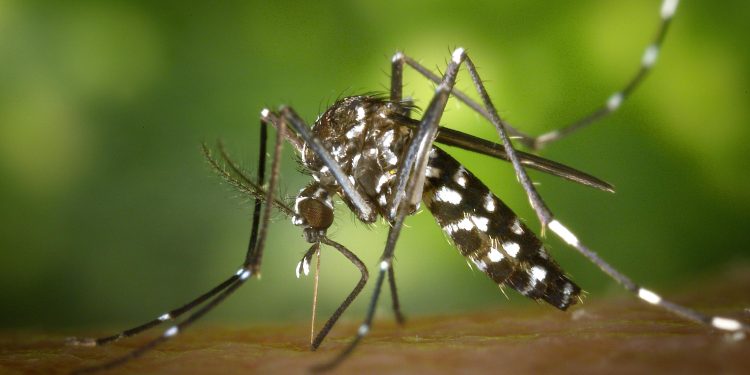 Dallas to Spray Key Areas for West Nile Virus Mosquitoes