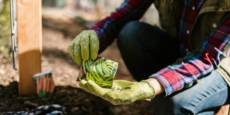 Arlington Public Library’s Seed Library Blooms Again Thanks to Eagle Scout