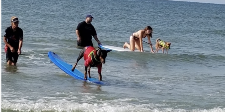 35 Dogs Just Conquered the Waves in Galveston (And One Wore a Scuba Suit)
