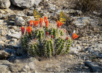 Free Art Show This Weekend Shows You Texas Like You’ve Never Seen It Before