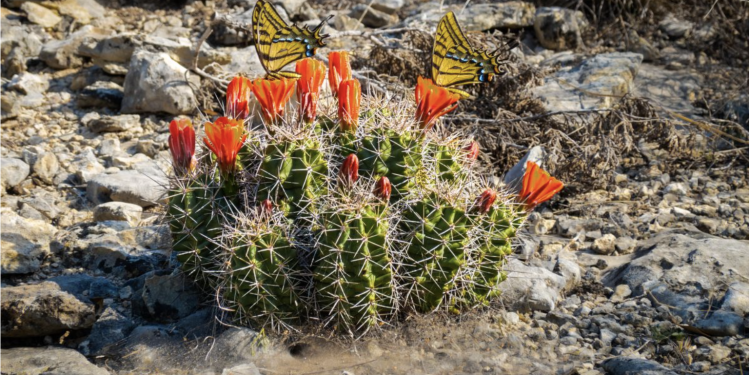 Free Art Show This Weekend Shows You Texas Like You’ve Never Seen It Before